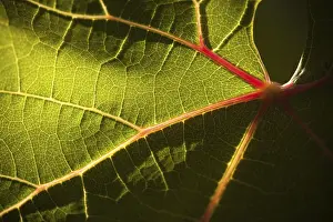 Agricultural Crop Photos Prints: Dramatically lit grape leaf details on the vineyard