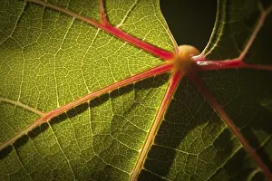 Wine Growing Region Photography Prints: Dramatically lit grape leaf details on the vineyard