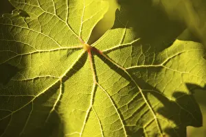 Deserted Agricultural Landscape Prints: Dramatically lit grape leaf details on the vineyard