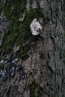 German Federal State Scenery Prints: Dried beech leaf nestled against pine-tree bark