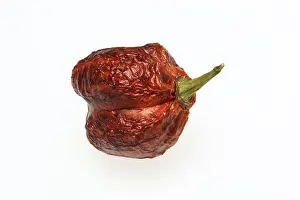 Uninhabited Plant Life Prints: Dried chilli fruit