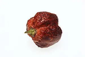 Vegetable Parts Prints: Dried chilli fruit