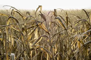 Agricultural Crop Photography Prints: Dried corn field backlit by the sun