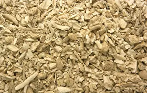 Medicinal Herb Uses Prints: Dried diptam root, In former times
