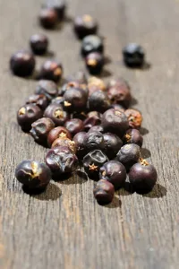 Studio Shot Of Berries Prints: Dried juniper berries