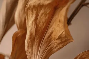 Detailed Close Up Shot Prints: Dried leaf close up, macro trend