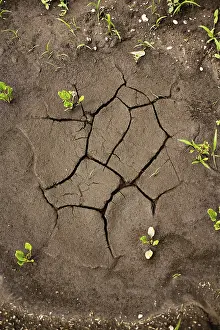 Austria Countryside Prints: Dried puddle on a field, Austria