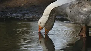 Bird Photography Wildlife Prints: Drinking geese