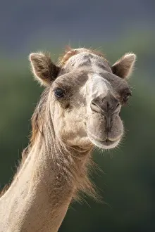 Camel Portrait Prints: Dromedary (Camelus dromedarius)
