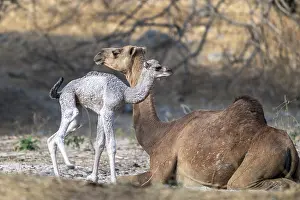 Dromedary Camel Prints: Dromedary (Camelus dromedarius)