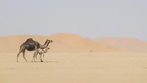 Even Toed Ungulate Prints: Dromedary (Camelus dromedarius)
