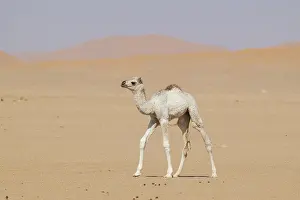 Even Toed Ungulate Mammal Prints: Dromedary (Camelus dromedarius)
