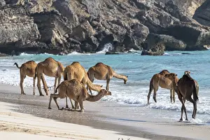 Arabian Peninsula Wildlife Prints: Dromedary (Camelus dromedarius)