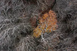 Salzkammergut Drone Image Prints: Drone image, bare branches of deciduous trees with colourfully discoloured tree in the middle