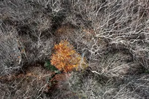 Salzkammergut Drone Image Prints: Drone image, bare branches of deciduous trees with colourfully discoloured tree in the middle