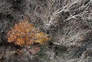 Prints of Drone image, bare branches of deciduous trees with colourfully discoloured tree in the middle, Mondseeland, Salzkammergut, Upper Austria, Austria Aerial View Prints: Bare Branches of Deciduous Trees Print, Mondseeland, Austria