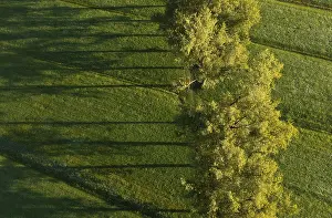 High Angle Drone Shot Prints: Drone image, group of deciduous trees in a meadow casting long shadows