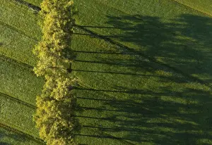 Drone Photography Prints: Drone image, group of deciduous trees in a meadow casting long shadows