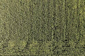 Drone View Of Maize Field Prints: Drone image, maize field from above