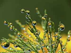 Framed Print : Drop Drop Print by imageBROKER Framed Print : Drop Drop Print by imageBROKER