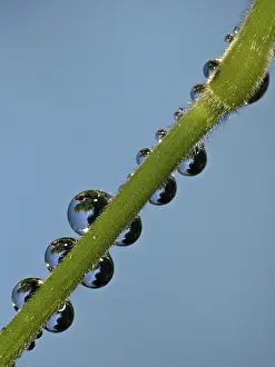 Macro Photography Prints: Drop