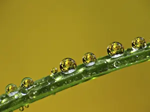 Water Drop Image Prints: Drop