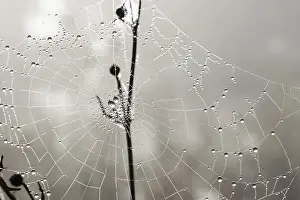 Dew Drops On Spider Web Prints: Many drops of dew on a spider web
