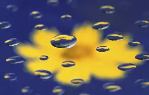 Water Drops Prints: Drops of water