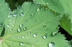 Leaf With Water Droplets Prints: Drops of water on leaf