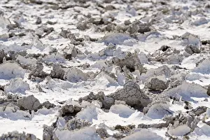 Etosha National Park Namibia Prints: Drought mud patterns with cracks on the ground