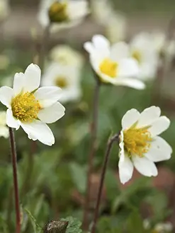 Rosaceae Family Prints: Dryas suendermannii Silverroot