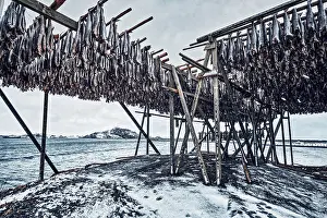 Prints of Drying flakes with stockfish cod fish in winter. Reine fishing village, Lofoten islands, Norway Atlantic Cod Prints: Lofoten Islands Winter Stockfish Drying Print
