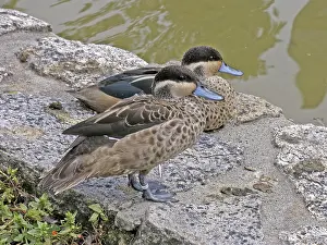 Pair Of Ducks Prints: Duck pair