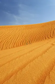 Sandy Desert Landscape Prints: Side of a dune with wind ripples