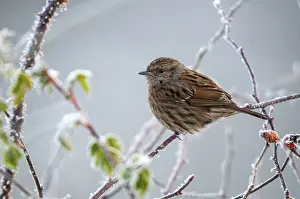 Wild Animal Winter Scenes Prints: Dunnock, hedgerow, prunella modularis