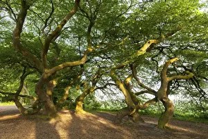 Rural German Landscape Prints: Dwarf beech (Fagus sylvatica var)