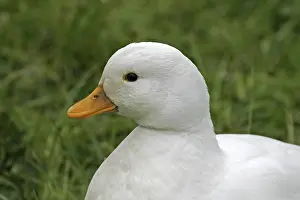 One Animal Portrait Photo Prints: Dwarf Duck