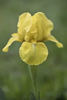 Northern German Nature Prints: Dwarf iris (Iris barbata Nana)