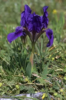 Blue Blossom Prints: Dwarf Iris (Iris pumila), blue type