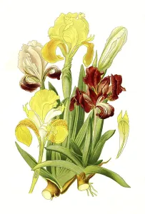 Deserted Landscape With Blooms Prints: Dwarf Iris (Iris Pumila), pygmy iris