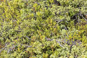 Dalarna County Landscape Prints: Dwarf juniper (Juniperus communis var)