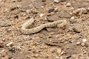 Wildlife Photography Namibia Prints: Dwarf puff adder (Bitis peringueyi) in the sand