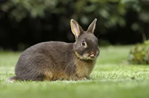 Domestic Rabbits Prints: Dwarf rabbit, colour dwarf tan brown