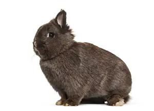 Dwarf Rabbit Prints: Dwarf rabbit, sitting against white background