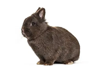 Dwarf Rabbit Prints: Dwarf rabbit, sitting against white background