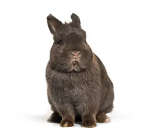 Dwarf Rabbit Prints: Dwarf rabbit, sitting against white background