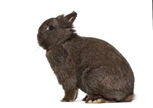 Dwarf Rabbit Prints: Dwarf rabbit, sitting against white background