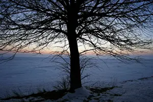 Deciduous Tree Winter Prints: Eafless tree
