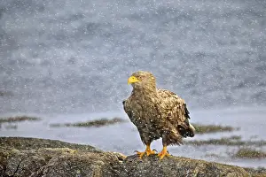 Rocky Shoreline Scene Prints: Eagle in Norway