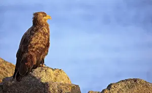 Bird Of Prey Europe Prints: Eagle in Norway